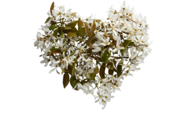 White flowers in heart shape with green leaves in soft natural lighting on transparent background for wedding invitation