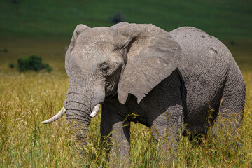 Fototapeta premium Elefante africano de sabana caminando libre por la reserva del Masai Mara en Kenia