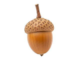 Single acorn on white background isolated on transparent background