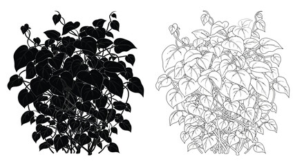 Detailed botanical illustration of philodendron leaves in contrasting black and white © Rokiya Aktar