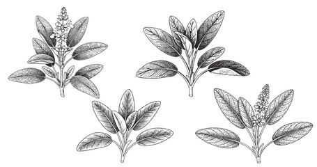 Sage herb botanical vintage engraving illustration isolated on white background © Gabut Stock