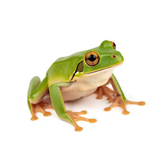 Obraz premium frog on white background