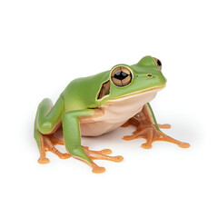 Obraz premium green eyed tree frog