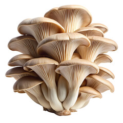 Fresh raw oyster mushrooms bunch with transparency and cut-out detailing