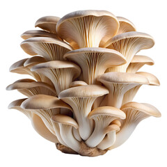 Gourmet oyster mushroom bunch with cut-out background and isolated subject
