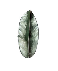 Tropical Leaves Watercolor Clipart