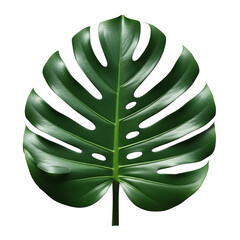Large, green tropical leaf
