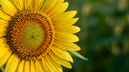 Obraz premium Close-up view of a vibrant yellow sunflower with water droplets on its petals, set against a soft green background in natural light.