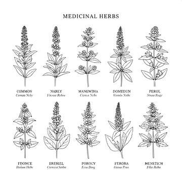 Minimalist botanical engraving poster, black and white, high-contrast line art, eight medicinal herbs aligned symmetrically, scientific precision, traditional botanical illustration style, classic typ