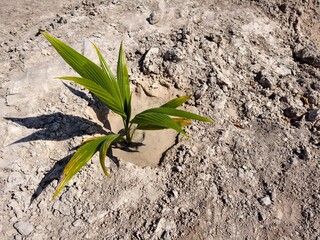 The coconut tree (Cocos nucifera) is a member of the palm tree family.