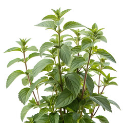 Fresh green mint sprig bunch, isolated subject for health and culinary concepts