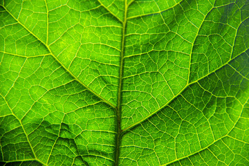 Close-up of detailed green leaf texture. leaf texture background. Nature background