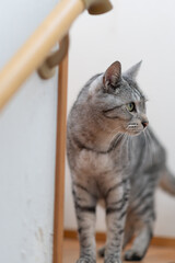 家の中を歩く猫　サバトラ猫