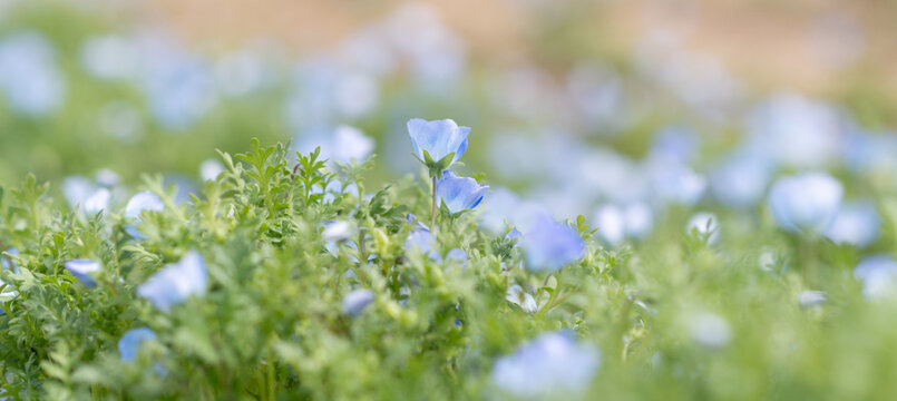 満開の可愛いネモフィラの花