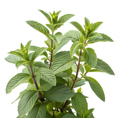 Bundle of aromatic green peppermint leaves, cut-out for food and drink design