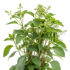 Young green basil or peppermint plant, PNG with alpha channel for transparency