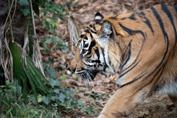 Obraz premium 歩くスマトラトラ