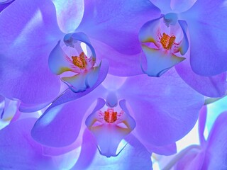 Three backlit light purple orchids.