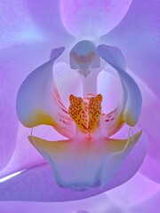  Close up photo of light purple orchid.
