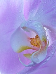  Water drops on an orchid flower.