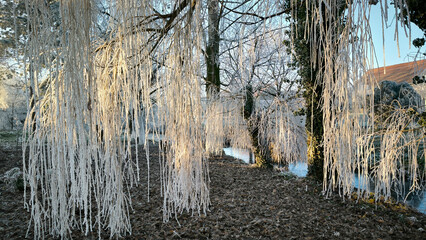 branches of weeping willow trees covered with rime ice in sunlight