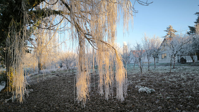 branches of weeping willow trees covered with rime ice in sunlight - Powered by Adobe