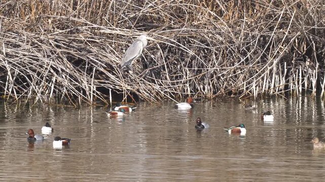 Northern shoveler, a swimming duck species, usually lives in fresh waters and sea coasts. They feed by eating living creatures, greenery and plankton in the water with their spatula-shaped beak.