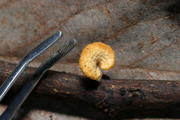 朽枝に着生する極小ハチノスタケキノコとピンセットの先を並べた画像（自然環境・頭頂部カサマクロ撮影） © SAIGLOBALNT