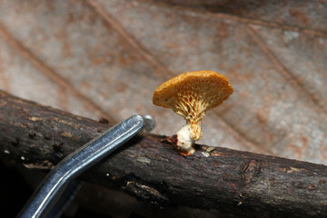 朽枝に着生する極小ハチノスタケキノコとピンセットの先を並べた画像（自然環境・側面マクロ撮影） © SAIGLOBALNT