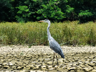gray heron on lake mud ground land,wildlife in natural habitat
