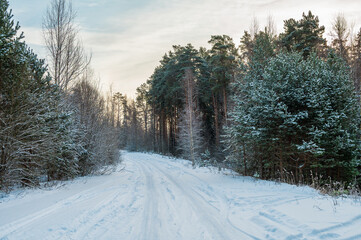 Road in a snowy forest.