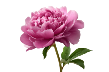 Soft pink peony flower in full bloom with layered petals and green leaves on dark background blossom