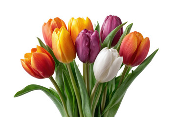 Naklejka premium Vibrant bouquet of red orange yellow purple and white tulips with green stems on black backdrop flowers