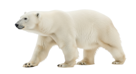 Majestic adult polar bear with transparent fur and powerful paws, walking gracefully from left to right on a transparent studio plain, high-key commercial wildlife portrait