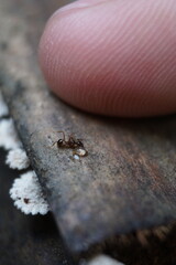 Human Finger Next to Small Ant Formicidae on Wood for Scale