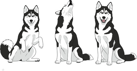 Siberian Husky Dog Vector Illustration Set Featuring Sitting Howling and Begging Poses for Pet Care and Veterinary Design