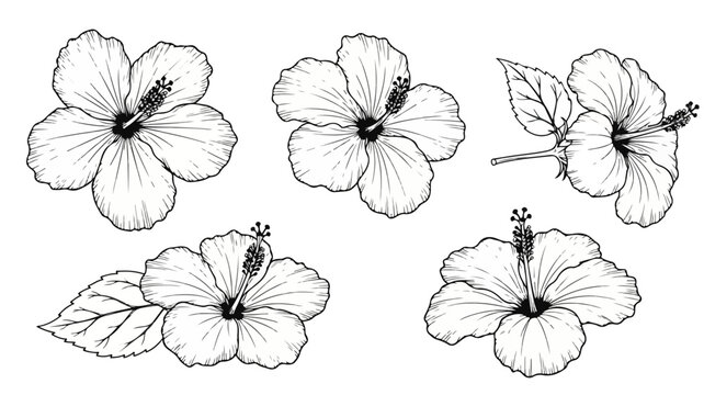 Black and white line drawing of five hibiscus flowers with leaves on a plain white background.