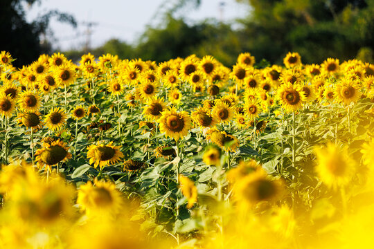 Golden Sunflowers field at blooming farm agricultural Summer sunset and bright sun lights background in Thailand