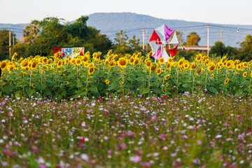 Golden Sunflowers field at blooming farm agricultural Summer bright sun lights with cloudy blue sunset sky the forest summer nature background in Thailand