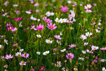 Fototapeta premium purple sulfur Cosmos flowers blooming in the garden of the nature background.