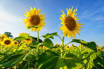 Golden Sunflowers field at blooming farm agricultural Summer sunset and bright sun lights background in Thailand