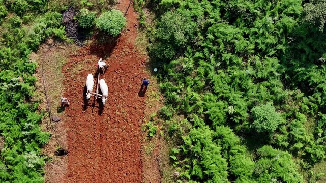 Top-down aerial view of Indian farmers ploughing red soil with bullocks on farmland, surrounded by greenery. Traditional agriculture using oxen in rural India.