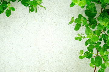 Green leaves on a green background. beautiful attractive nature view of green leaf on blurred greenery background in garden with copy space using as background.