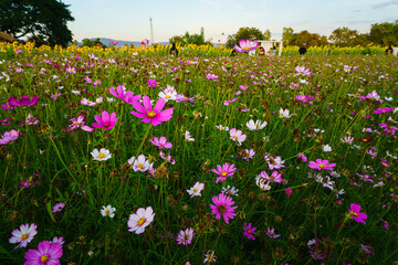 purple sulfur Cosmos flowers blooming in the garden of the nature background.