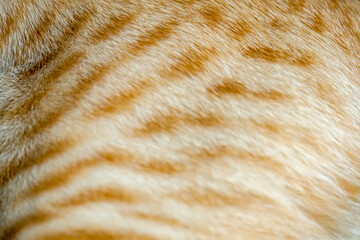 Close up detail of the fur of a yellow orage thai cat spot. Use as a background cover page concept.