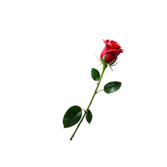 Single red rose with stem and leaves
