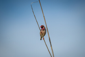 A red-billed quelea (Quelea quelea) perched on a grass stalk