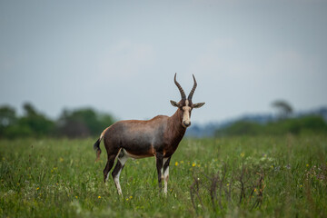 A blesbuck (Damaliscus pygargus phillipsi) standing in the bush © Tyrone