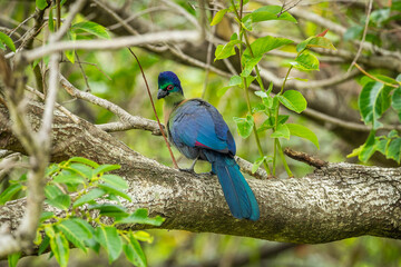 A purple-crested turaco (Gallirex porphyreolophus) sitting in a tree