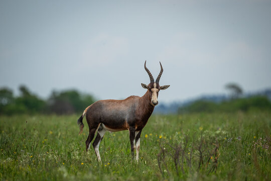 A blesbuck (Damaliscus pygargus phillipsi) standing in the bush